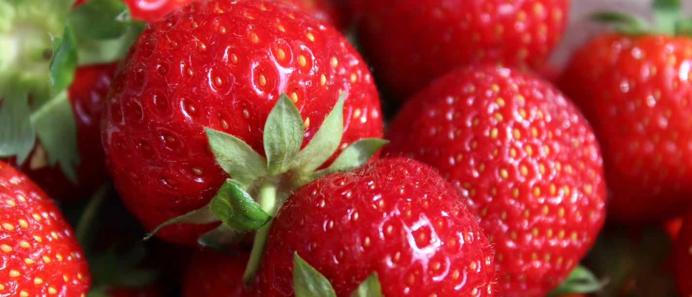 Ein Haufen leuchtend roter, frisch gepflückter Erdbeeren mit grünen Blättern auf einem weißen Hintergrund.