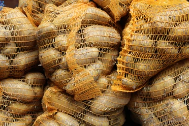 Kartoffeln Mehrere grobmaschige, orangefarbene Netze gefüllt mit frisch geernteten Kartoffeln türmen sich auf.