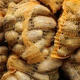 Kartoffeln Mehrere grobmaschige, orangefarbene Netze gefüllt mit frisch geernteten Kartoffeln türmen sich auf.
