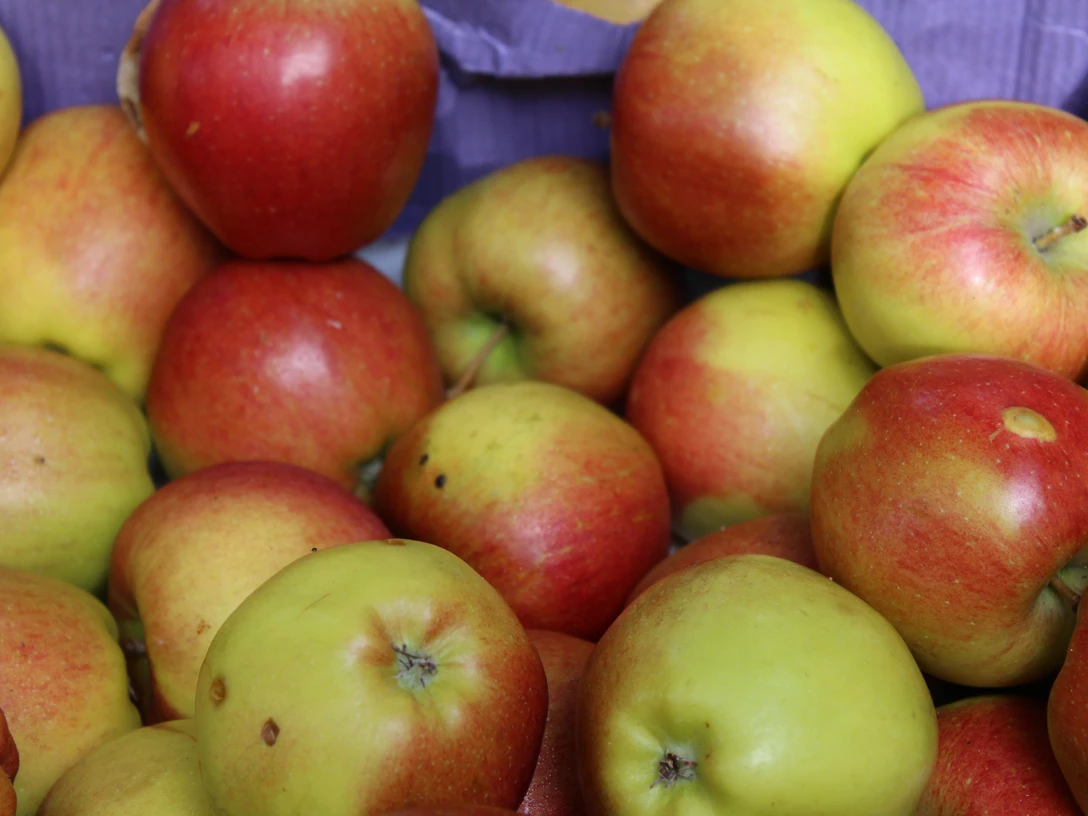 Frische, rot-gelbe Äpfel liegen dicht nebeneinander in einer Holzkiste vor lilafarbener Kulisse.