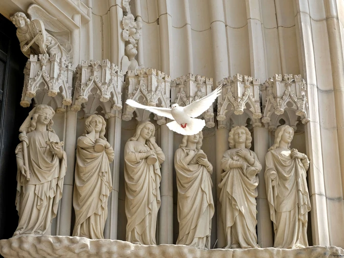 Friedenstaube vor der Marienkirche in Osnabrück Eine weiße Taube fliegt vor einer gotischen Steinreliefdarstellung mit Heiligen.