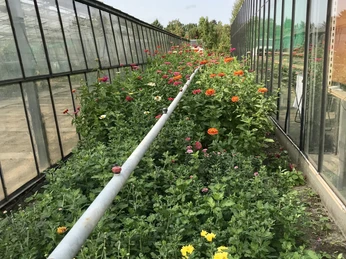 Schnittblumen-Feld der Gärtnerei Dürkop