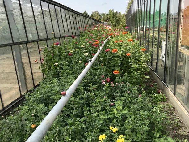 Gaertnerei-Duerkop-Schnittblumen.jpg Schnittblumen-Feld der Gärtnerei Dürkop