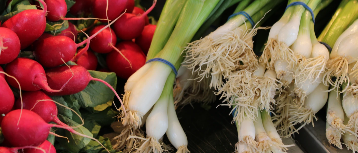 Frische Bündel von Radieschen und Frühlingszwiebeln liegen nebeneinander auf einem Marktstand.