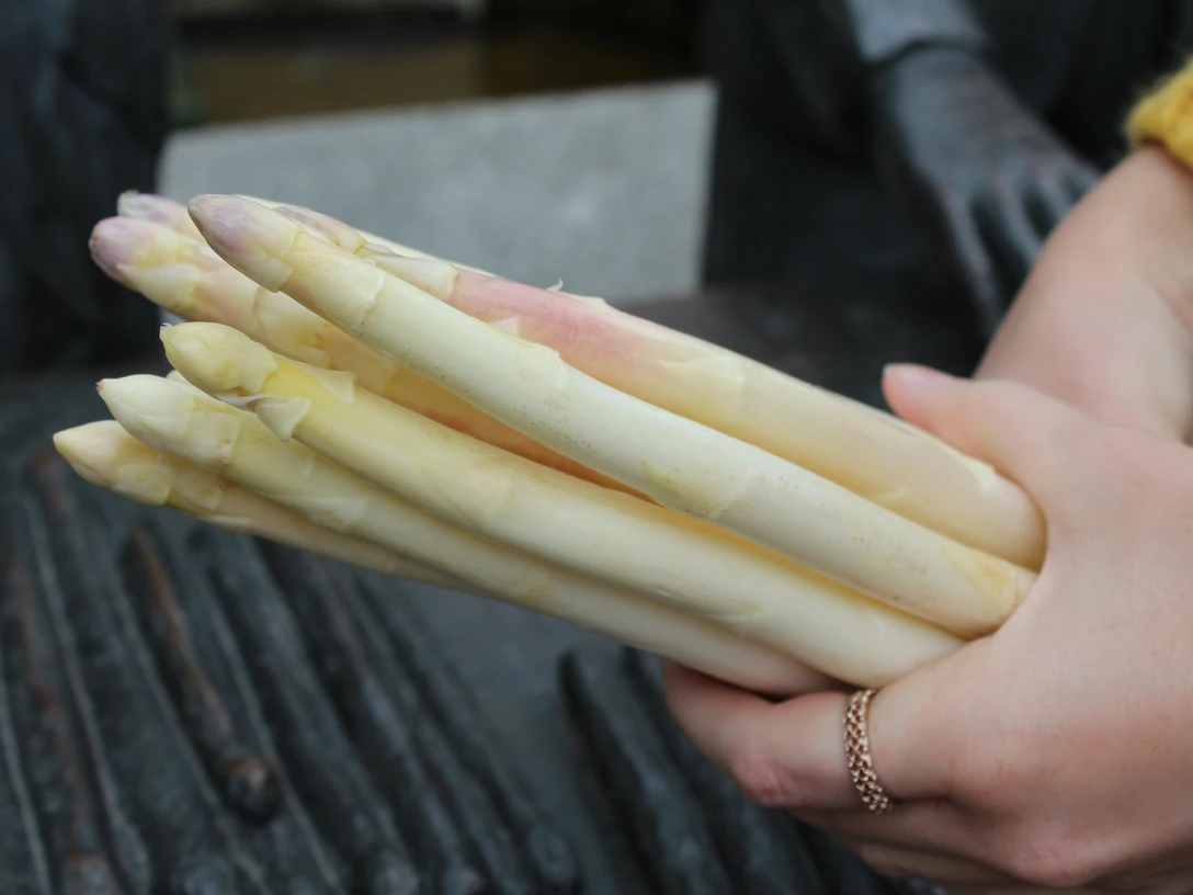 Spargel Hände halten einen frischen Bund weißer Spargelstangen über einem dunklen Hintergrund.