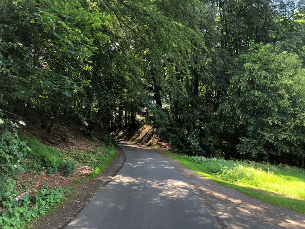 Shady forest path under a dense canopy of foliage, running gently over a hilly landscape.