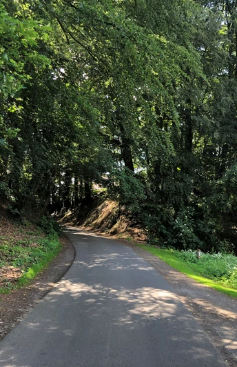 Ringwall Heiligenberg Schattiger Waldweg unter dichtem Laubdach, der sanft über eine hügelige Landschaft verläuft.