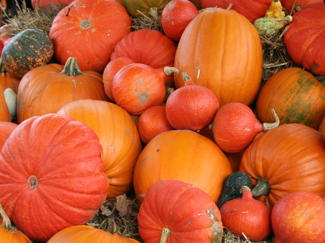 Verschiedene Kürbisse in lebhaften Orangetönen liegen dicht beieinander auf einem Bett aus Stroh.