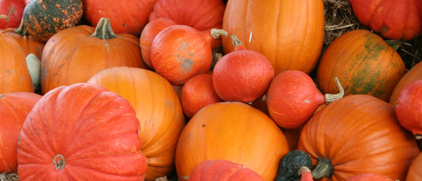 Verschiedene Kürbisse in lebhaften Orangetönen liegen dicht beieinander auf einem Bett aus Stroh.