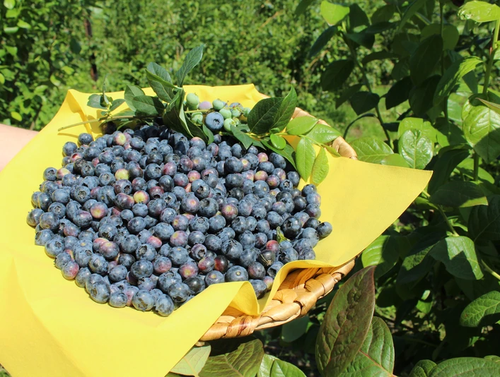 Frisch gepflückte Blaubeeren liegen auf einem gelben Tuch in einem geflochtenen Korb im Grünen.