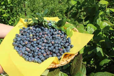 Blaubeeren Frisch gepflückte Blaubeeren liegen auf einem gelben Tuch in einem geflochtenen Korb im Grünen.