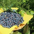 Blaubeeren Frisch gepflückte Blaubeeren liegen auf einem gelben Tuch in einem geflochtenen Korb im Grünen.
