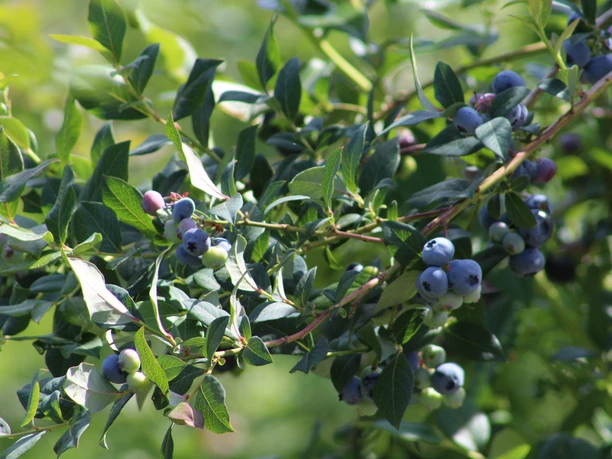 Blaubeeren Zweige von Blaubeersträuchern mit reifen, dunkelblauen Beeren und grünen Blättern bei Tageslicht.
