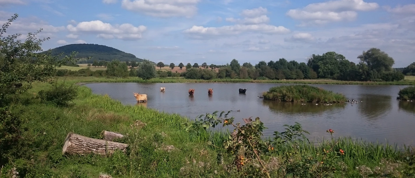 Wolfhagen_Naturschutzgebiet_Glockenborn (1).jpg