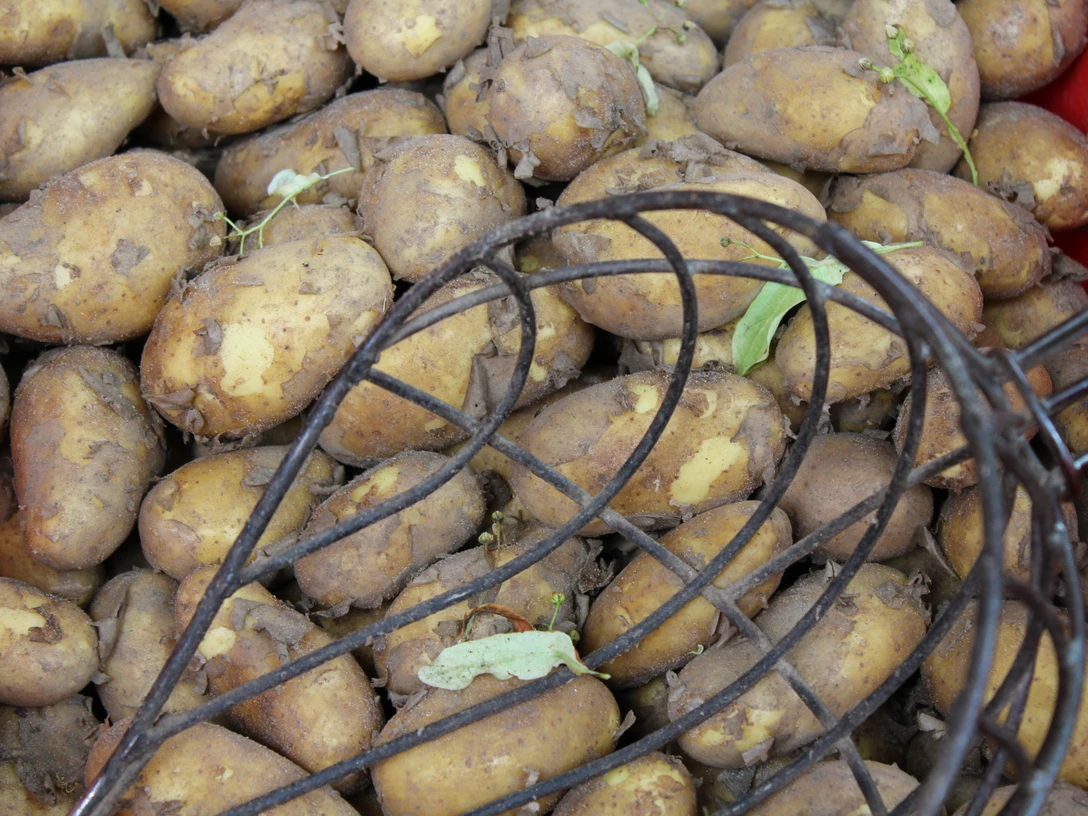 Frisch geerntete Kartoffeln in einer roten Kiste, teils von Erde bedeckt, mit einem Kartoffelrechen.