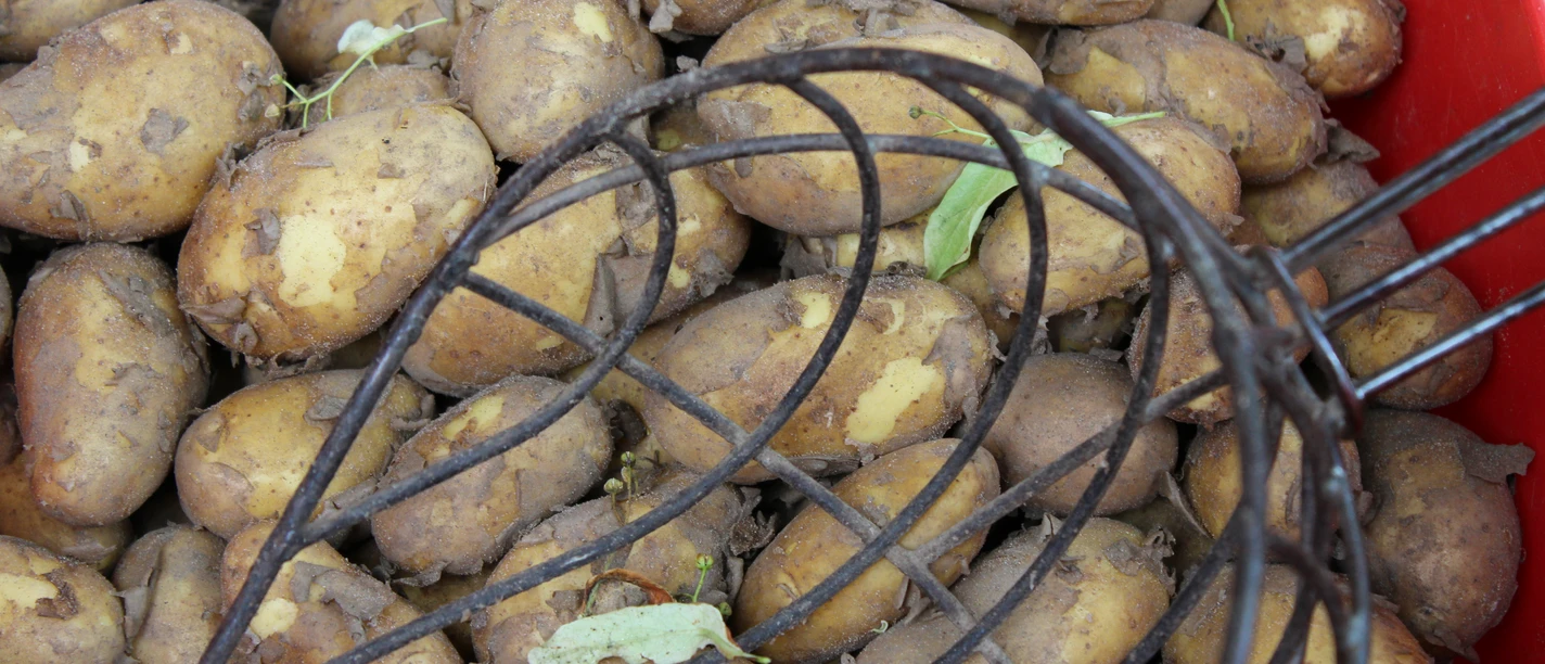 Frisch geerntete Kartoffeln in einer roten Kiste, teils von Erde bedeckt, mit einem Kartoffelrechen.
