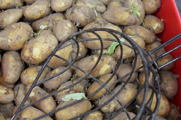 Kartoffeln Frisch geerntete Kartoffeln in einer roten Kiste, teils von Erde bedeckt, mit einem Kartoffelrechen.