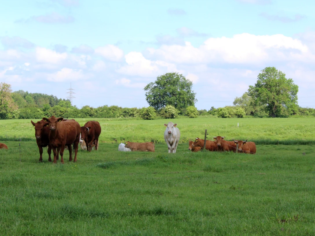 Kühe Kühe grasen auf einer grünen Wiese unter blauem Himmel mit vereinzelten Wolken im Sommer.