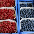 Frische, leuchtend rote Johannisbeeren und tiefblaue Heidelbeeren in Pappschalen nebeneinander.