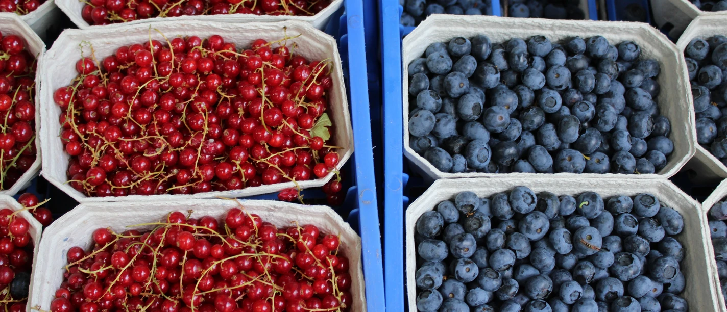 Frische, leuchtend rote Johannisbeeren und tiefblaue Heidelbeeren in Pappschalen nebeneinander.