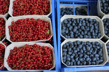Beeren Frische, leuchtend rote Johannisbeeren und tiefblaue Heidelbeeren in Pappschalen nebeneinander.
