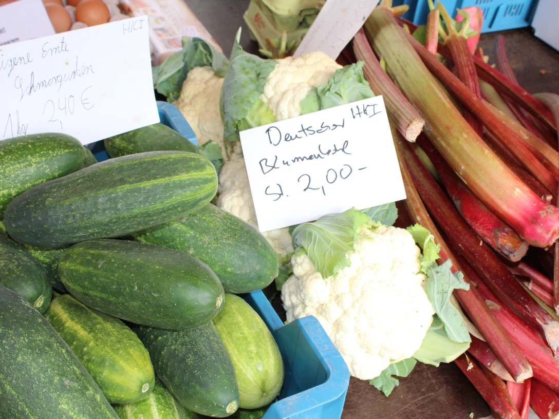 Frisches Gemüse mit Gurken, Blumenkohl und Rhabarber auf einem Verkaufsstand mit Preisschildern.
