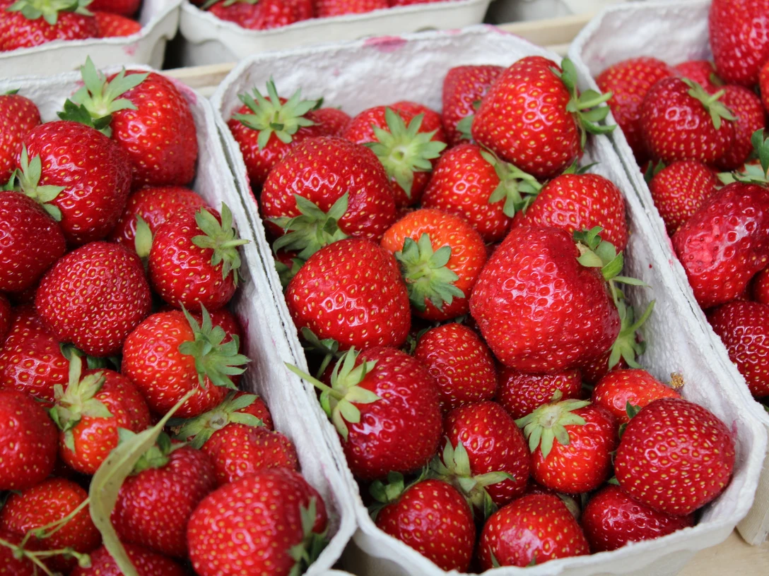 Frische Erdbeeren in Obstkisten, leuchtend rot und appetitlich, mit grünen Stängeln.