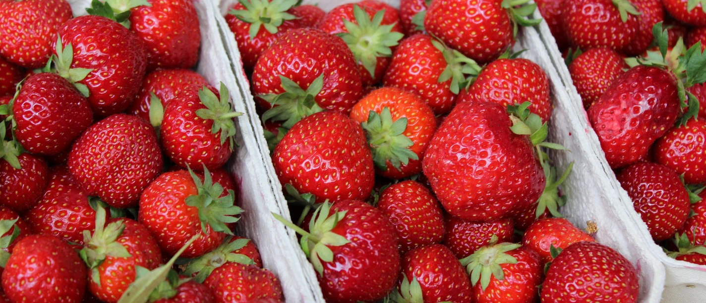 Fresh strawberries in fruit crates, bright red and appetizing, with green stalks.