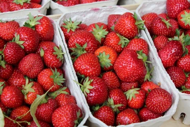 Erdbeeren Frische Erdbeeren in Obstkisten, leuchtend rot und appetitlich, mit grünen Stängeln.