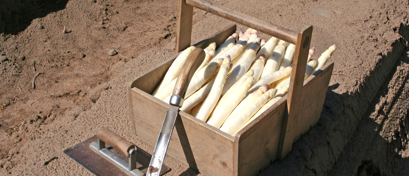 Frischer, weißer Spargel in einer Holzkiste auf einem Acker, bereit für den Genuss.