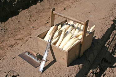 Spargel Frischer, weißer Spargel in einer Holzkiste auf einem Acker, bereit für den Genuss.