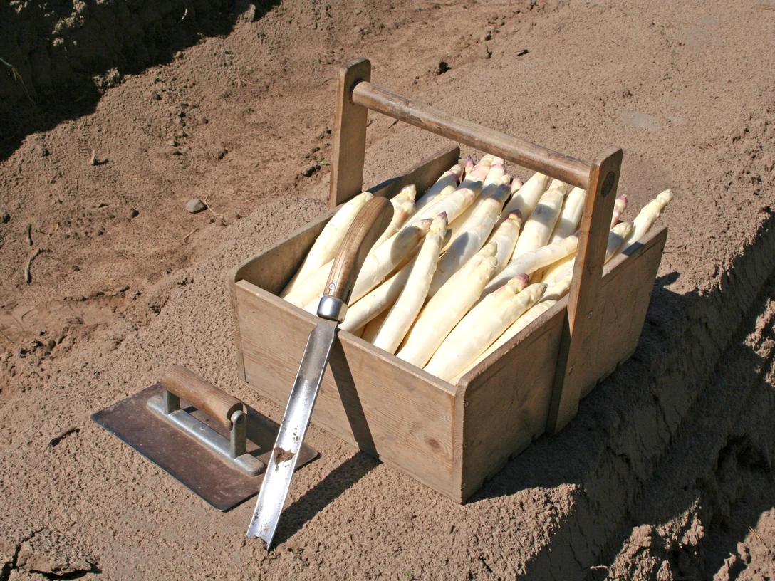 Spargel Frischer, weißer Spargel in einer Holzkiste auf einem Acker, bereit für den Genuss.