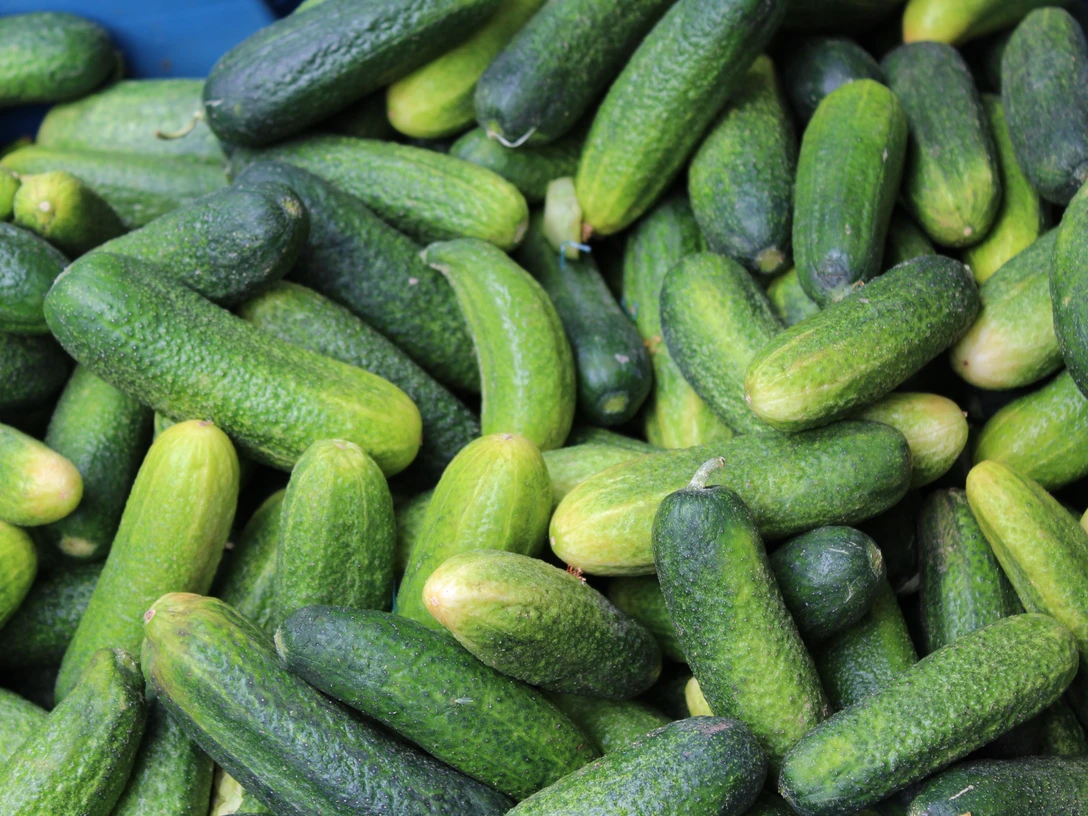 Frische grüne Gurken liegen dicht nebeneinander gestapelt, bereit zur Ernte oder zum Kauf.