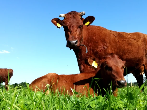 Lebensmittelpunkt in Hepstedt - Lebensmittel wieder mehr in den Fokus stellen Lebensmittelpunkt in Hepstedt - Lebensmittel wieder mehr in den Fokus stellen