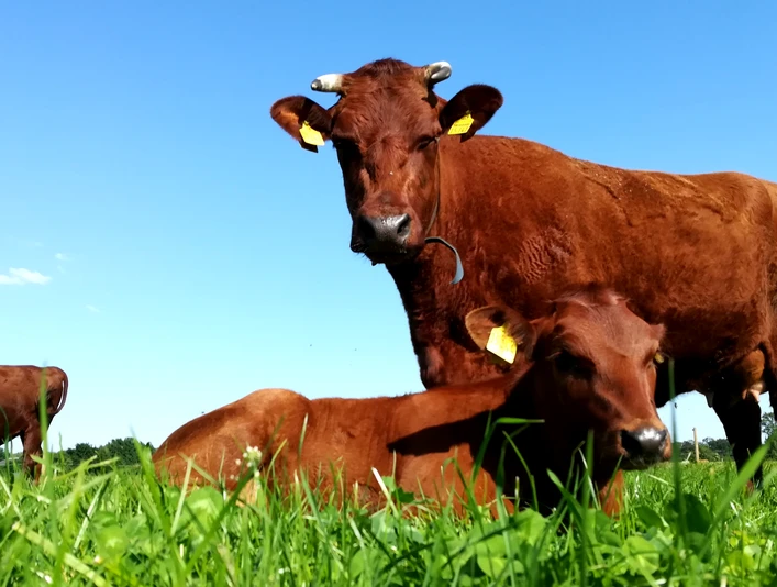 Lebensmittelpunkt in Hepstedt - Lebensmittel wieder mehr in den Fokus stellen Lebensmittelpunkt in Hepstedt - Lebensmittel wieder mehr in den Fokus stellen