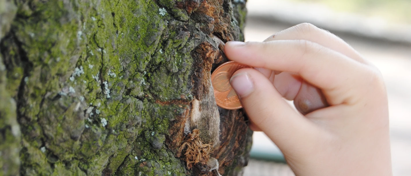 Eulenspiegellinde©Jochen Buchholz.JPG