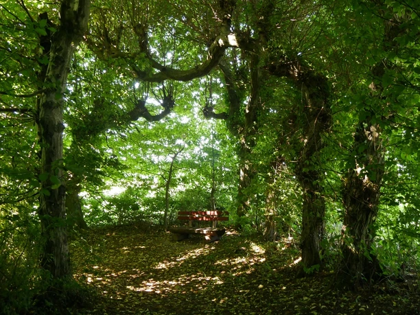 Laubengang am Schloss Bökerhof Ein schattiger Laubengang im Schloss Bökerhof, mit dichtem Blätterdach und einer roten Bank aus Holz.