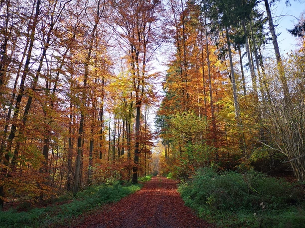 Rheder-Hampenhausen Ein herbstlicher Waldpfad gesäumt von hohen Bäumen mit leuchtenden orange-roten Blättern.