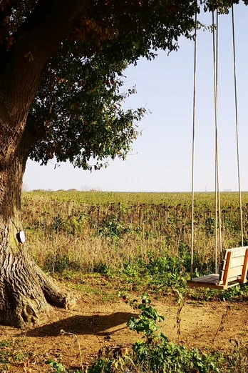 Großer Baum auf Feld, daneben Luftschaukel, sonniger Tag, blauer Himmel, keine Personen sichtbar.