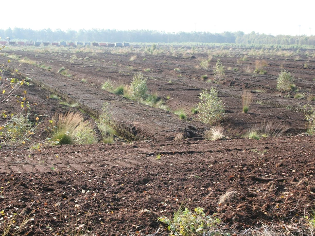 Weitläufige Moorlandschaft mit entblößtem Torfboden, durchzogen von wenigen grünen Sträuchern.