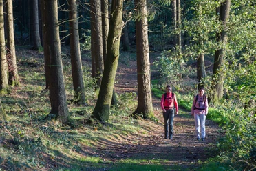 Wandern im Wald_ Fotos Klaus Herzmann.JPG