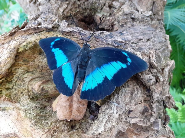 haus-der-schmetterlinge-schmetterling