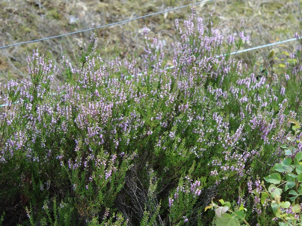 Blühende Heidepflanzen mit violetten Blüten erstrecken sich im Vordergrund eines Naturgebiets.