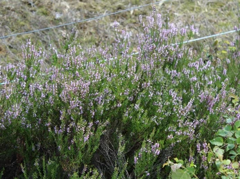 Mainscher Heide Blühende Heidepflanzen mit violetten Blüten erstrecken sich im Vordergrund eines Naturgebiets.
