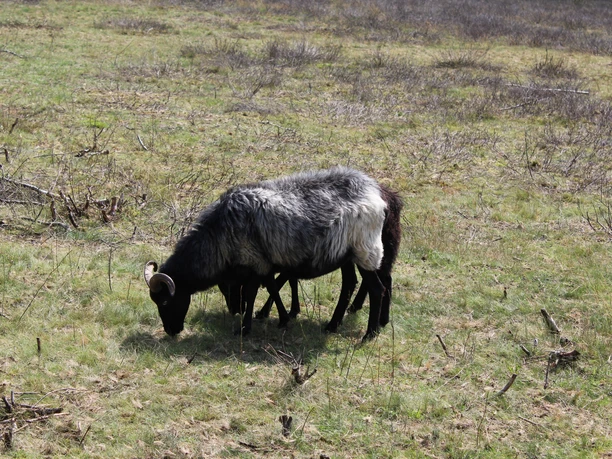 Eine Ziege mit markantem schwarzen und weißen Fell weidet auf einem grasbewachsenen Feld in der Heide.