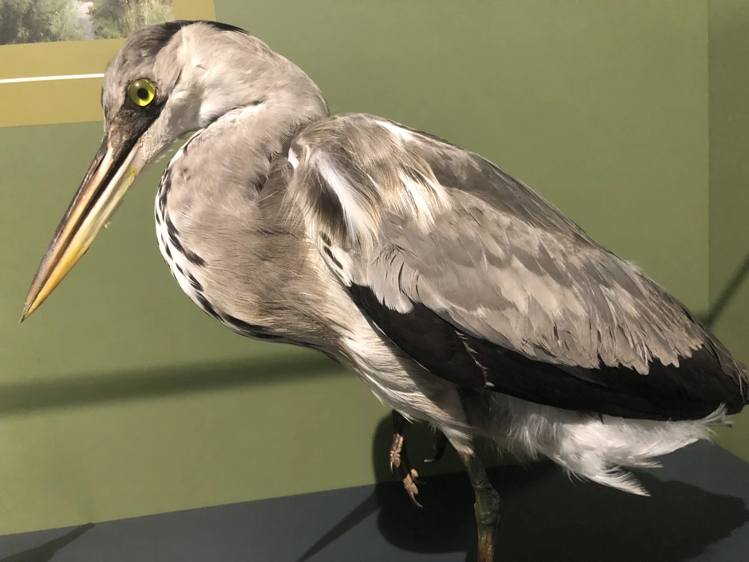 Graureiher Graureiher mit grauem Gefieder, schwarzem Streifen am Kopf und langem gelben Schnabel seitlich betrachtet.