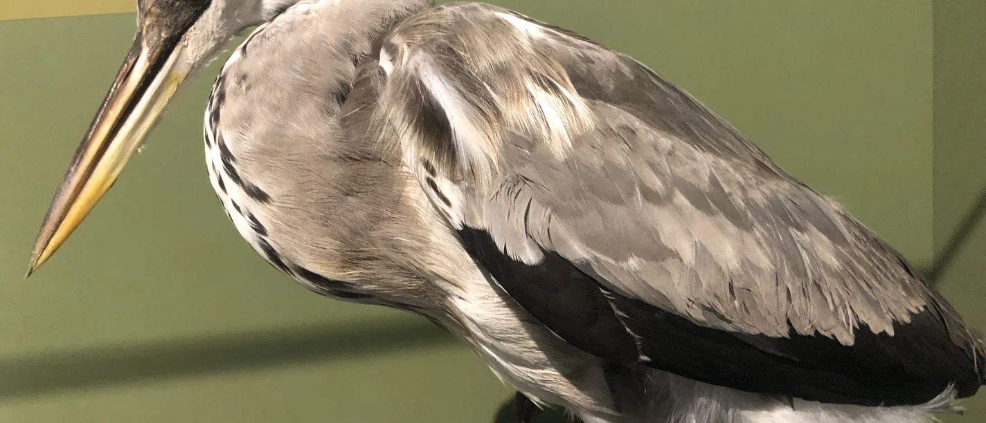 Graureiher Graureiher mit grauem Gefieder, schwarzem Streifen am Kopf und langem gelben Schnabel seitlich betrachtet.