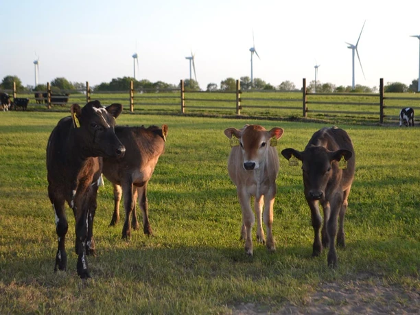 Hof Icken Kühe.jpg