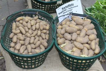 Frisch geerntete, festkochende Sieglinde-Kartoffeln liegen in grünen Körben auf einem Marktstand.
