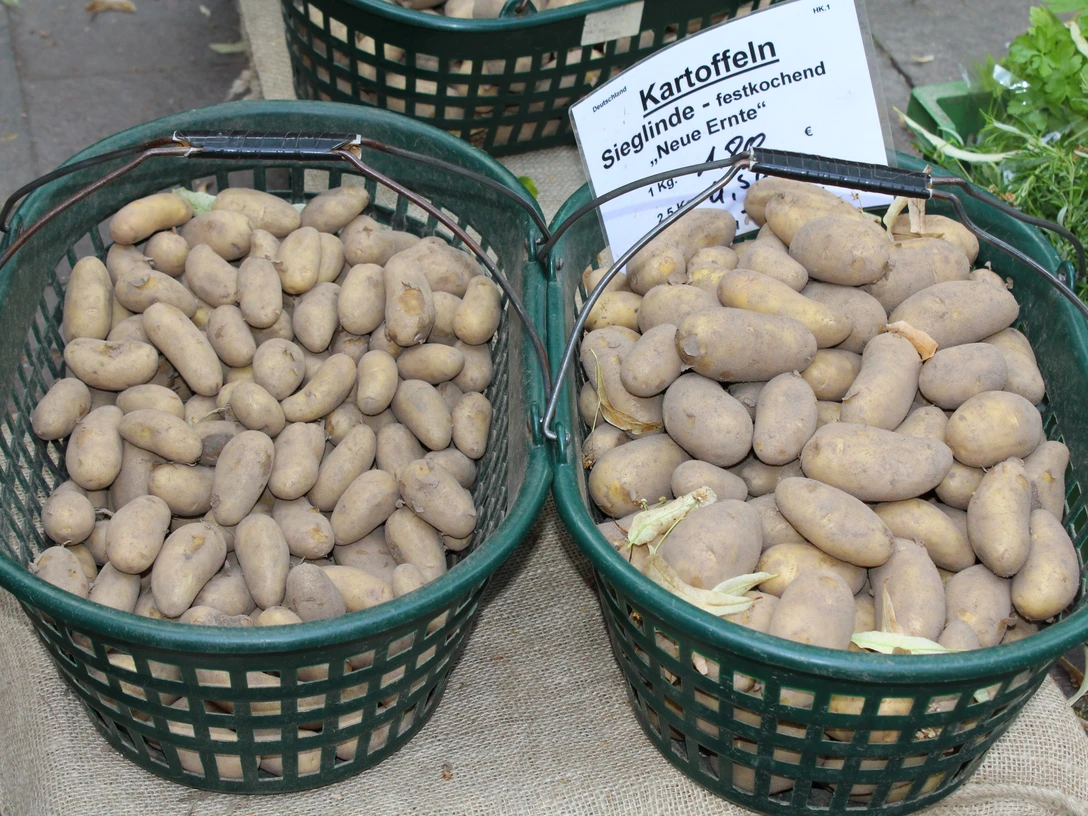 Kartoffeln Frisch geerntete, festkochende Sieglinde-Kartoffeln liegen in grünen Körben auf einem Marktstand.